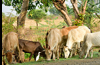 Karnataka clears cow slaughter bill, to be sent for Governor’s approval